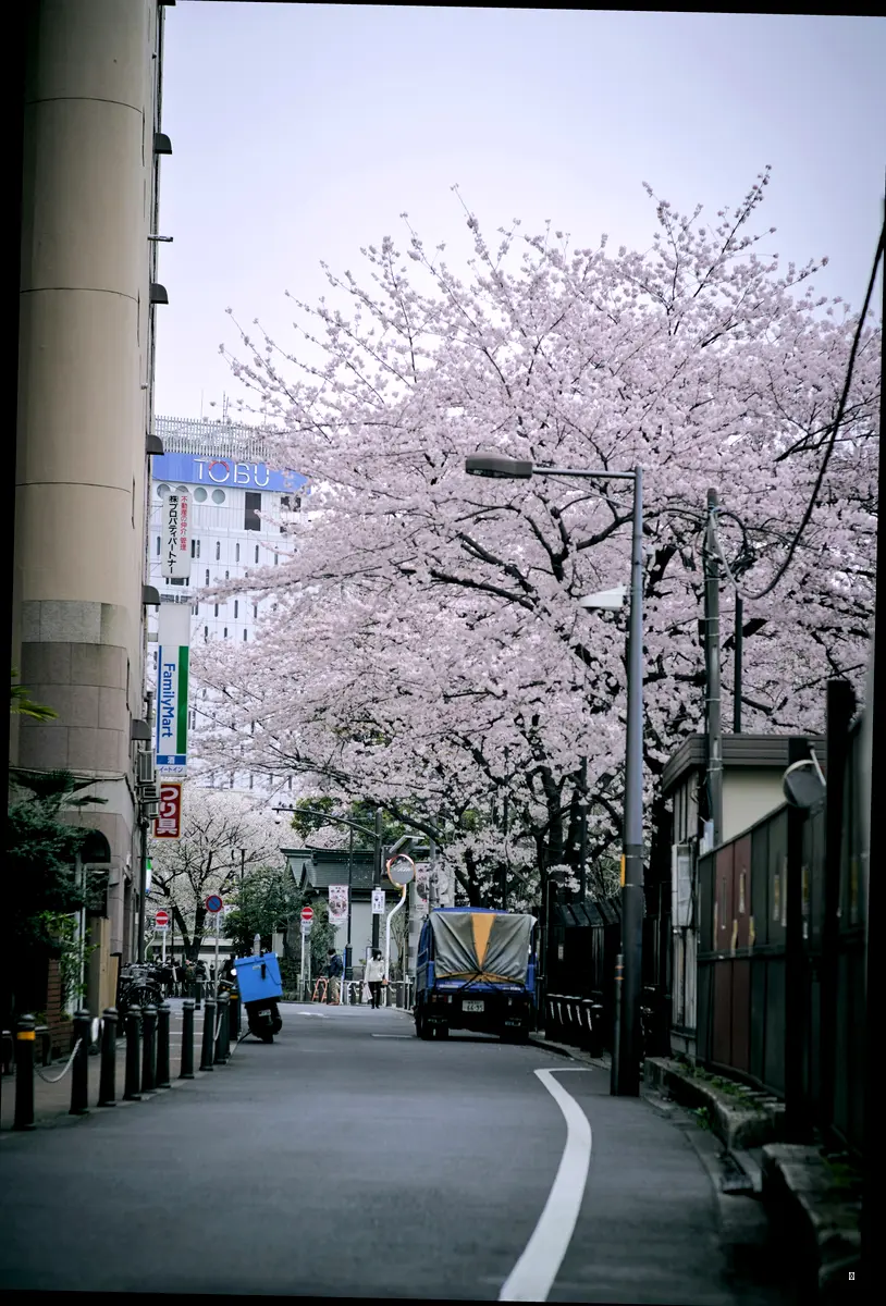 벚꽃놀이, 제대로 즐기지 못하면 이런 문제가 생겨요!