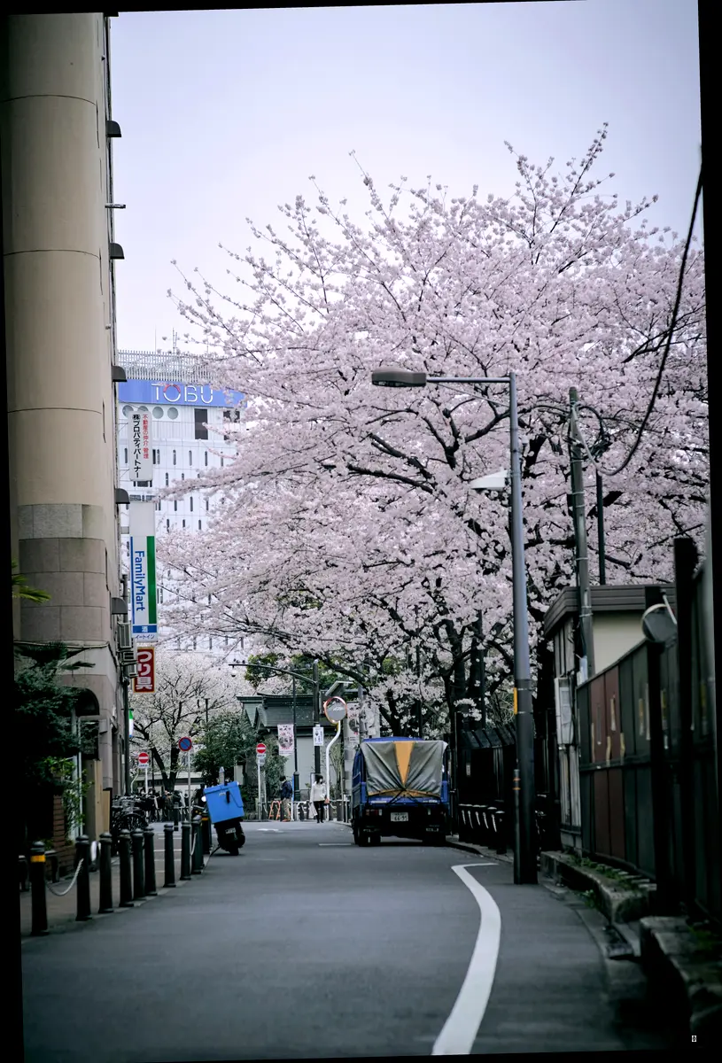 벚꽃 없는 벚꽃놀이는 상상 불가! 🌸 경의선 숲길 벚꽃의 매력