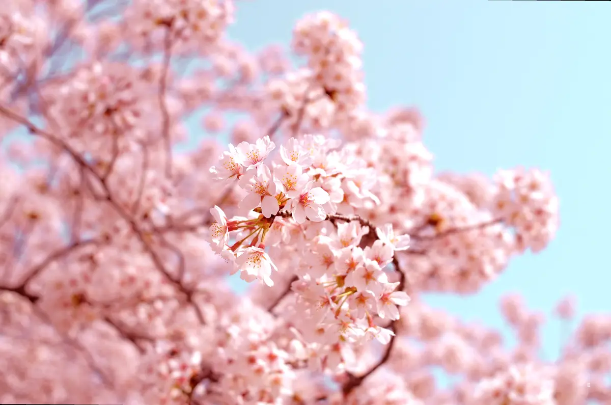 🌸 벚꽃 개화 시기: 언제 가야 가장 예쁠까요?
