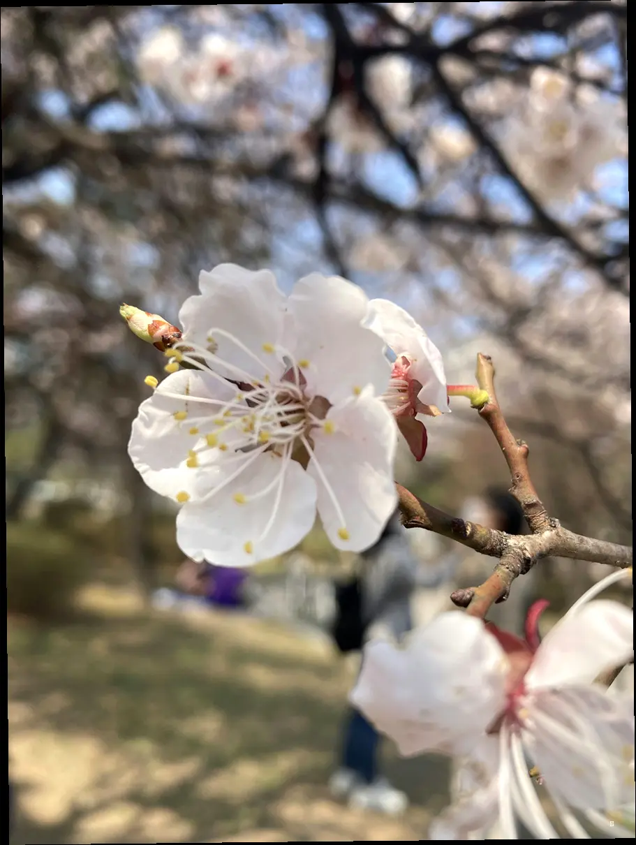 지역별 벚꽃 개화 시기 한눈에 보기 🌸