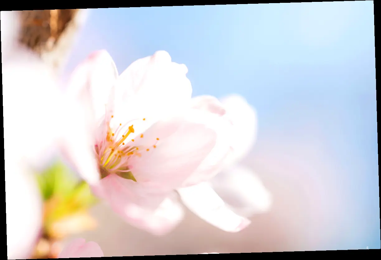 개화 시기별 맞춤 여행 코스 & 꿀팁 대방출! 🌸