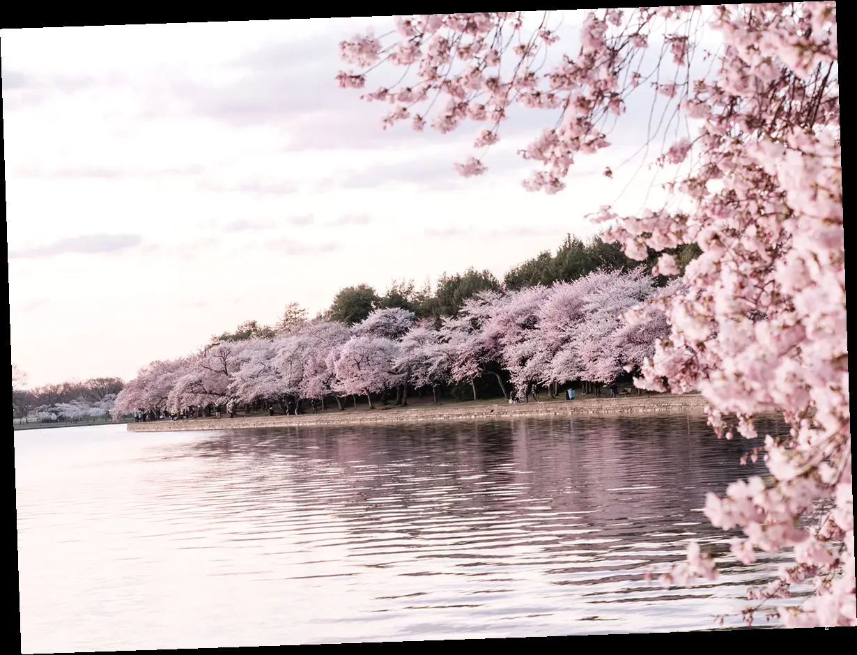 🌸 놓치면 후회할 벚꽃 명소 추천 🌸
