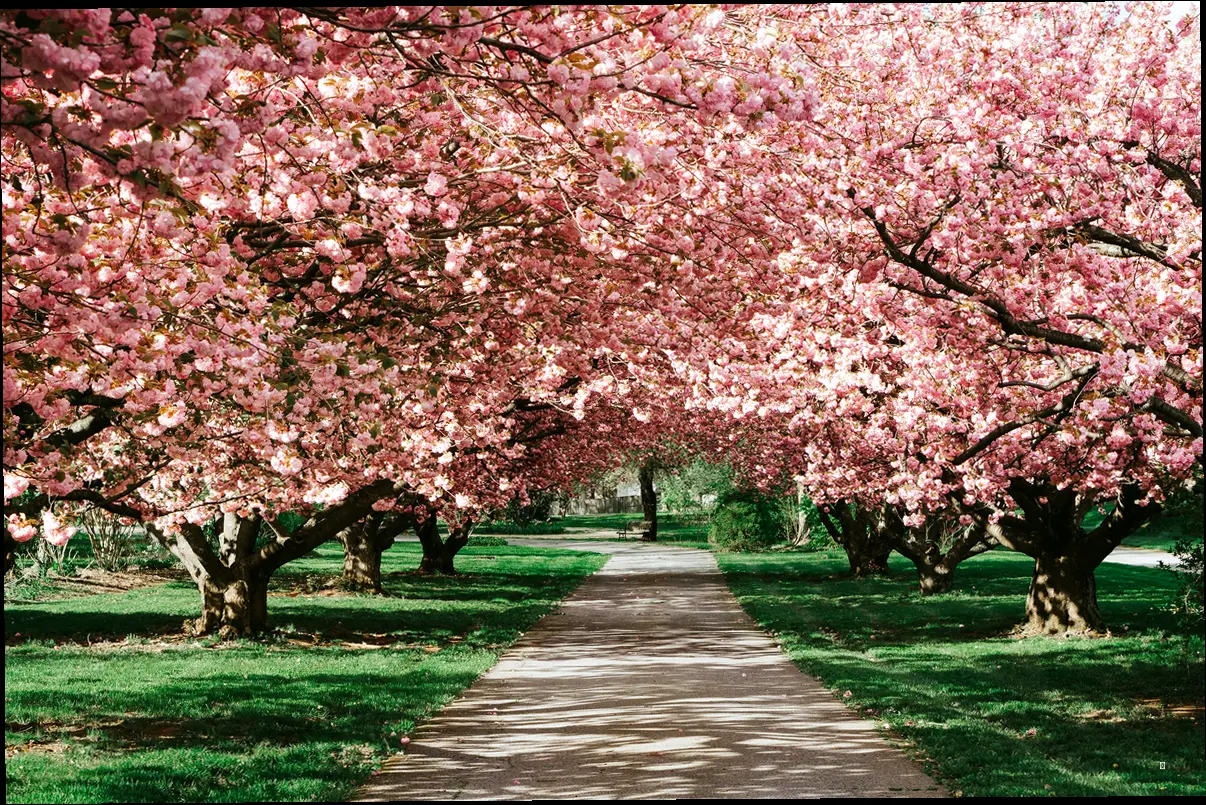 🌸 2025년, 최고의 벚꽃 여행을 만들어보세요! 🌸