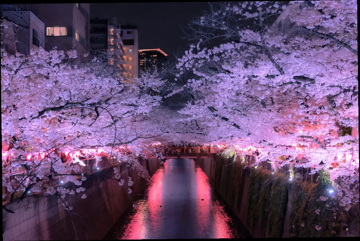 📅 축제 정보 한눈에 보기: 2025 의정부 호원 벚꽃 페스타