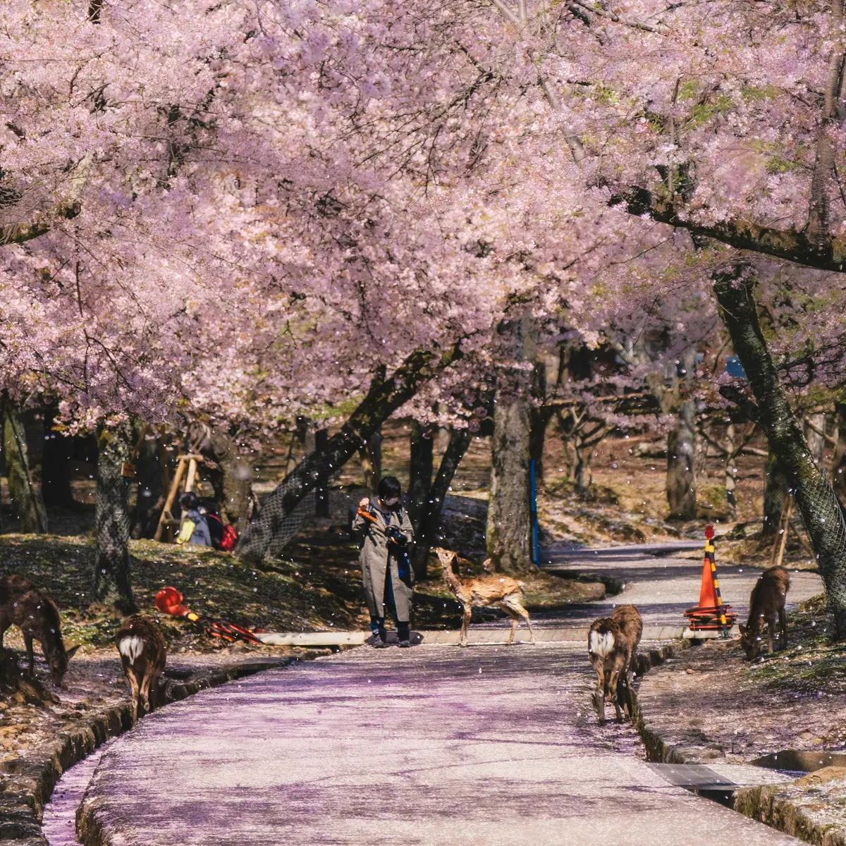 🎨 나만의 벚꽃 감성, 이렇게 표현해 보세요!
