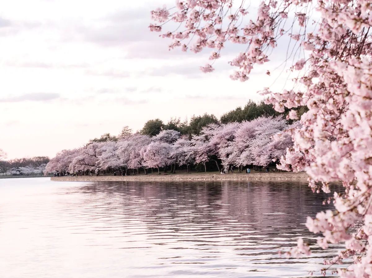 경주 벚꽃 명소, 나만의 꿀팁 대방출! 🌸