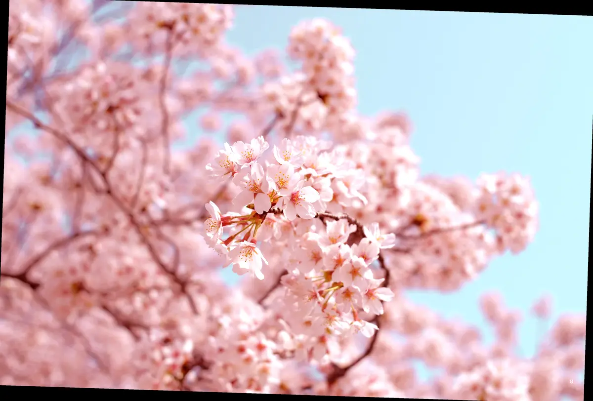 🌸 석촌호수 동호 vs 서호: 벚꽃 명당 자리 쟁탈전! 🌸