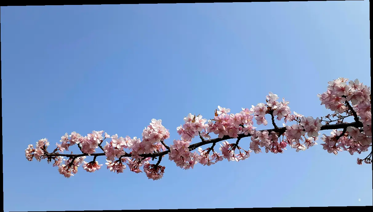 지역별 벚꽃 명소 & 축제 한눈에 보기