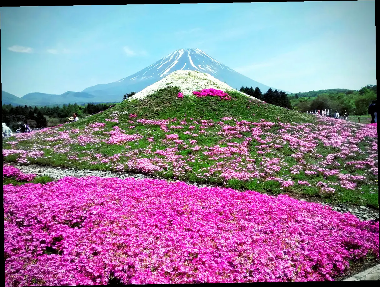 전국 봄꽃 임산물 축제 한눈에 보기 (feat. 144개 축제 완벽 정리) 🌸