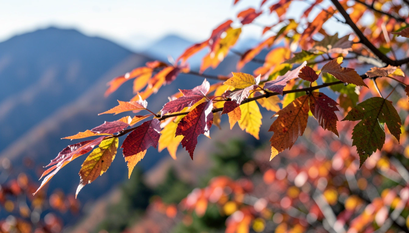 4. 오대산 단풍, 사진 잘 찍는 법과 인생샷 스팟 (고품질 이미지 & 장비 추천)